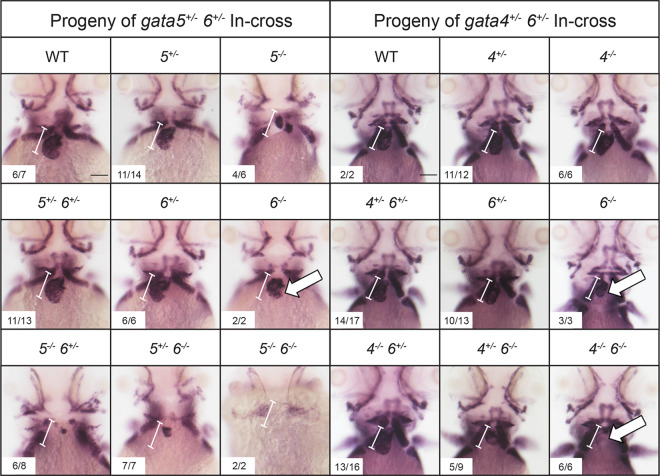 Fig. 7.