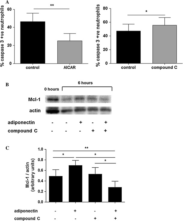 Fig. 6