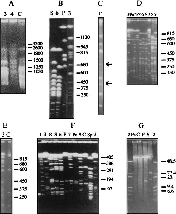 FIG. 1