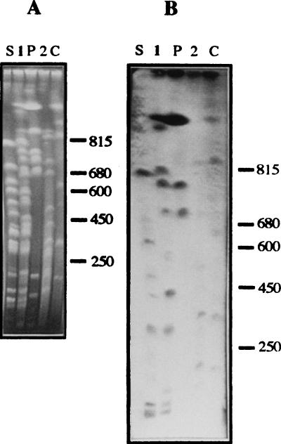 FIG. 6