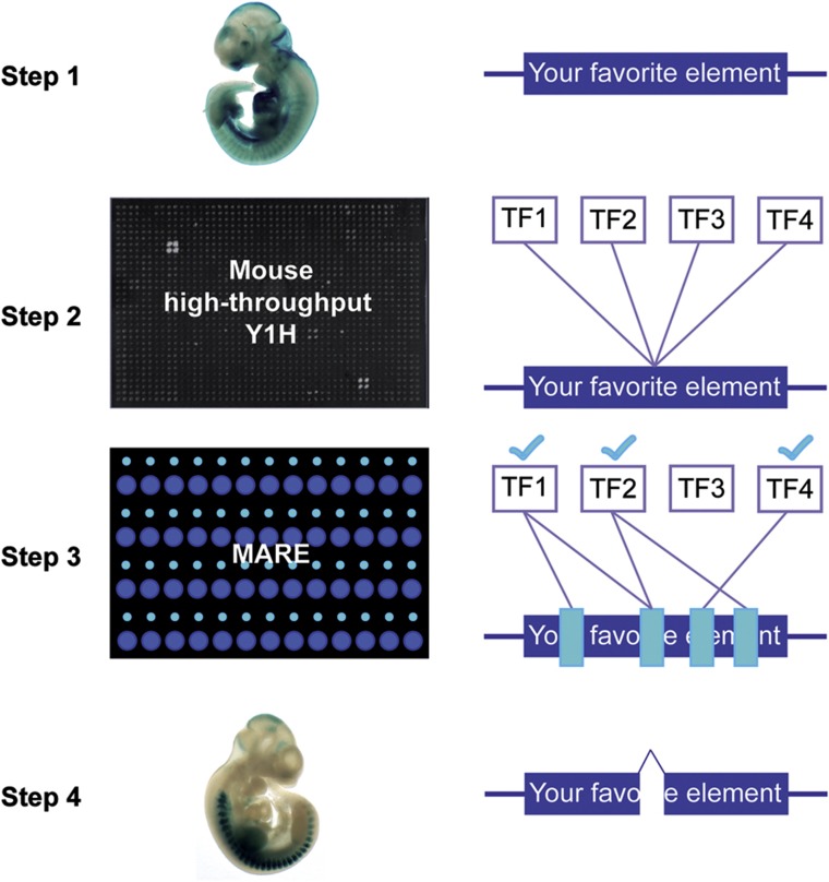 Figure 7