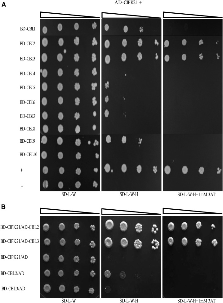 Figure 5.