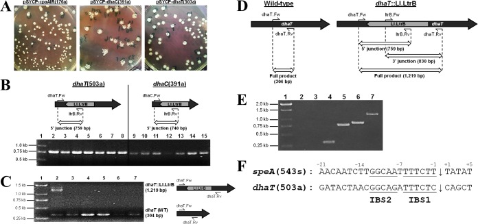 FIG 2