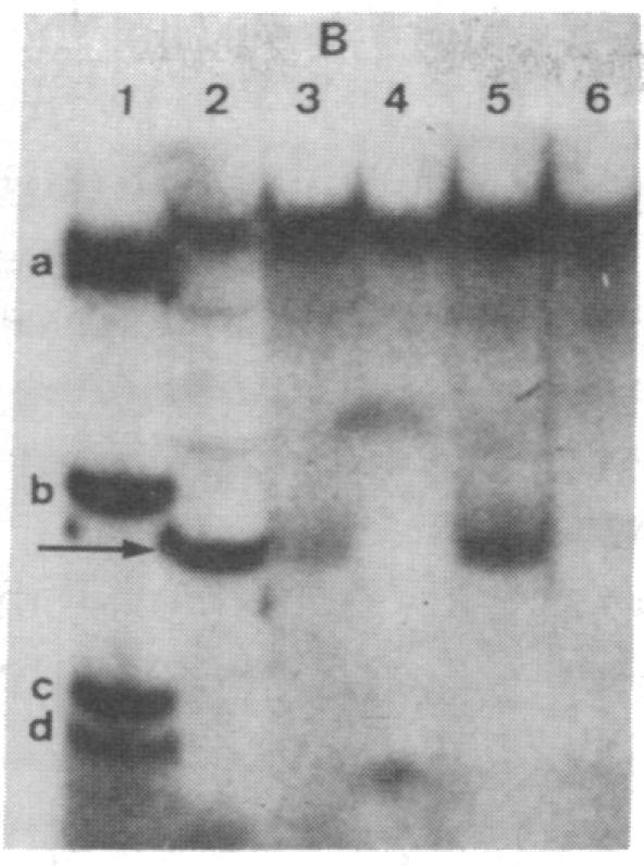 graphic file with name pnas00665-0057-a.jpg