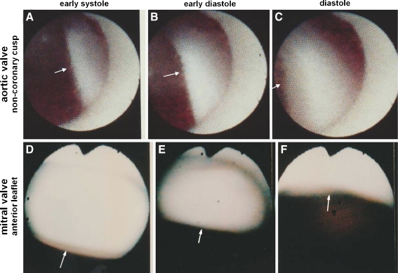 Fig. 5