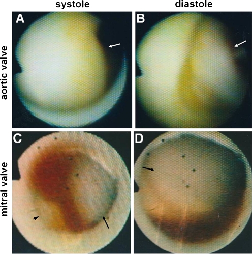 Fig. 6