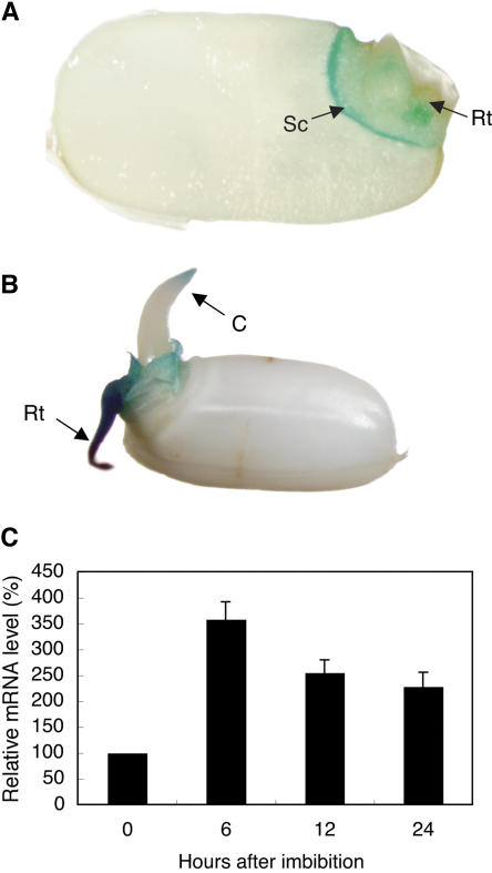 Figure 7.