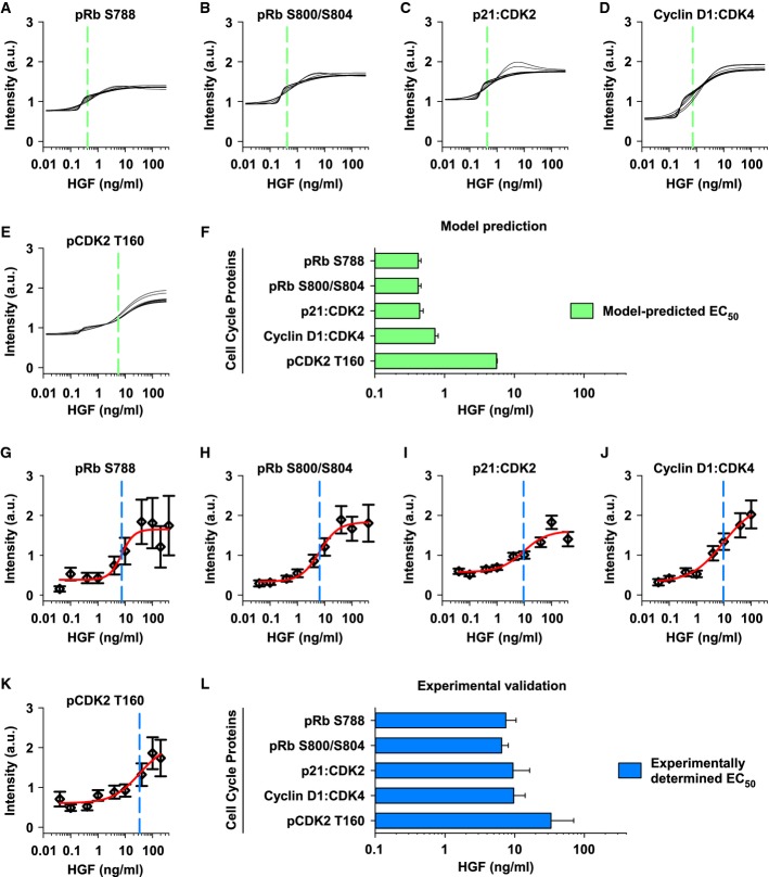 T160 Phosphorylated Cdk2 Defines Threshold For Hgf Dependent