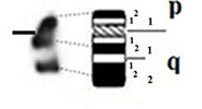 graphic file with name comparative_cytogenetics-13-001-i019.jpg