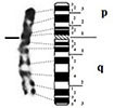 graphic file with name comparative_cytogenetics-13-001-i003.jpg