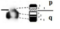 graphic file with name comparative_cytogenetics-13-001-i020.jpg