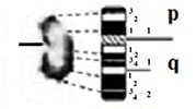 graphic file with name comparative_cytogenetics-13-001-i018.jpg