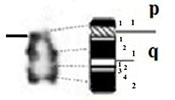 graphic file with name comparative_cytogenetics-13-001-i010.jpg