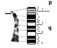 graphic file with name comparative_cytogenetics-13-001-i005.jpg