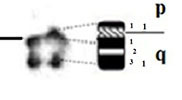 graphic file with name comparative_cytogenetics-13-001-i014.jpg