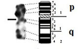 graphic file with name comparative_cytogenetics-13-001-i017.jpg