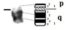 graphic file with name comparative_cytogenetics-13-001-i013.jpg