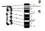 graphic file with name comparative_cytogenetics-13-001-i006.jpg