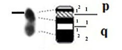 graphic file with name comparative_cytogenetics-13-001-i015.jpg