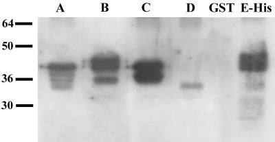 FIG. 5