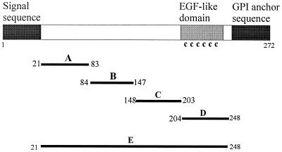 FIG. 1