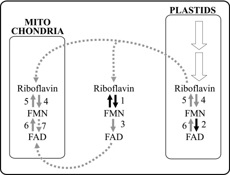 FIGURE 9.