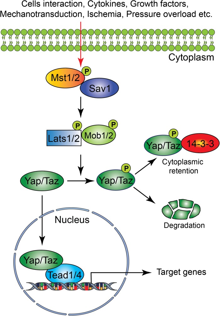 FIGURE 1