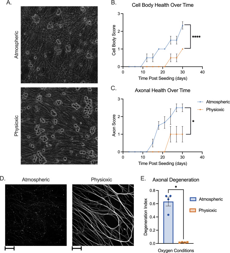 Two microscopy images compare neuronal cultures under atmospheric and physioxic conditions. Graphs plot cell body and axon health scores over time, depicting significantly better health in atmospheric conditions.