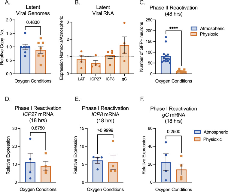 Bar graphs compare latent viral genomes, viral RNA expression, and a number of GFP+ neurons during Phase II reactivation under atmospheric and physioxic conditions. Graphs depict mRNA levels of ICP27, ICP8, and gC during Phase I reactivation.