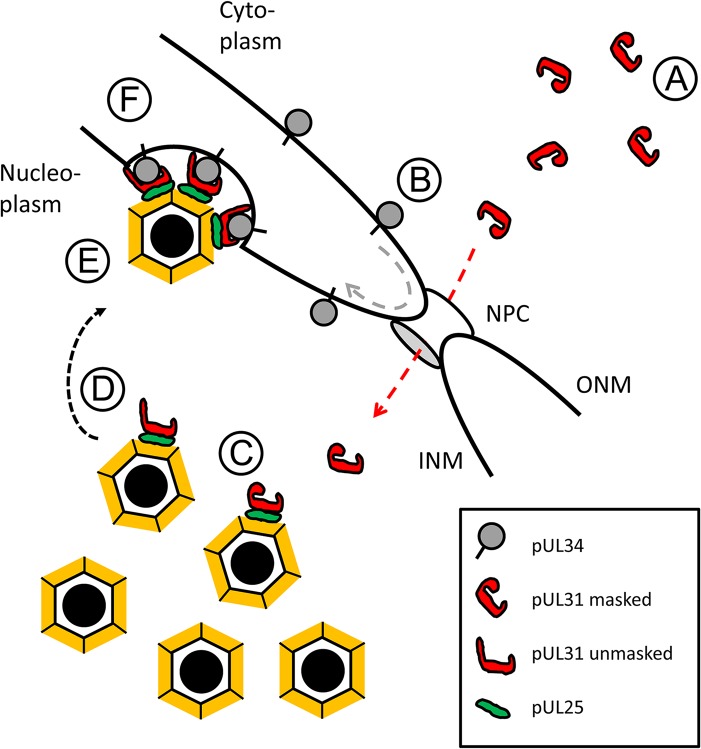 Fig 10