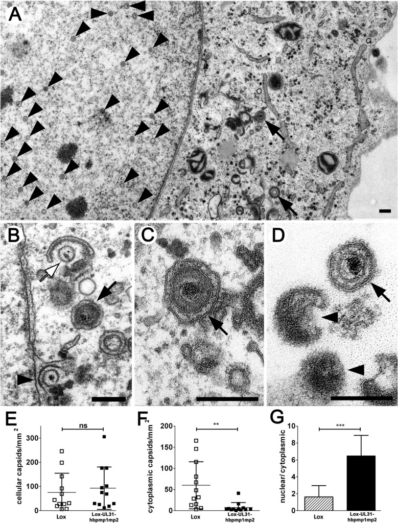 Fig 9