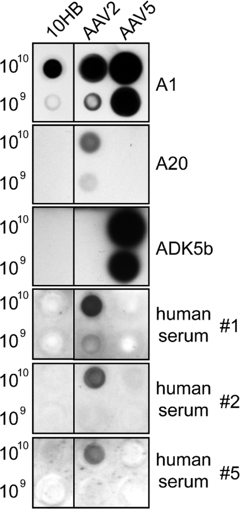 FIG. 7.