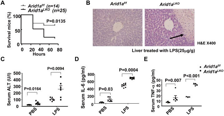 Fig 5