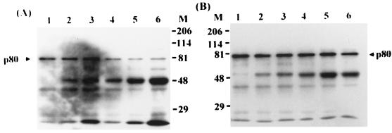 FIG. 8