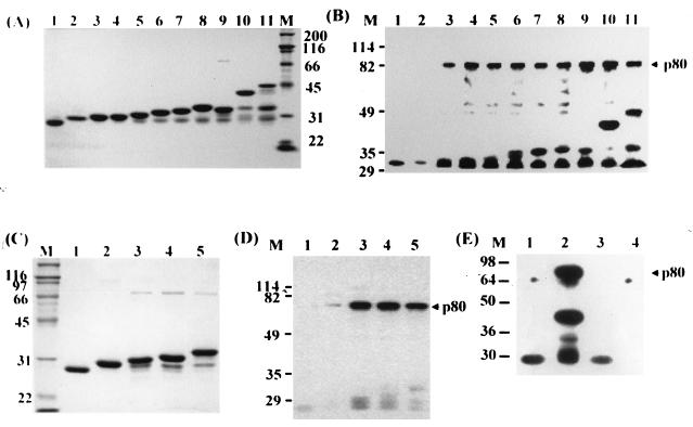 FIG. 5