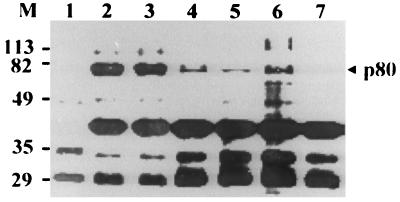 FIG. 7