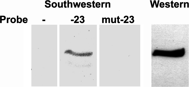 FIGURE 4.