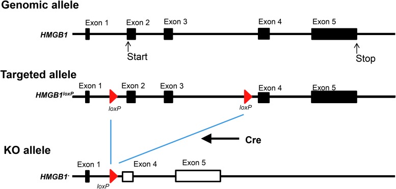 FIG. 1.