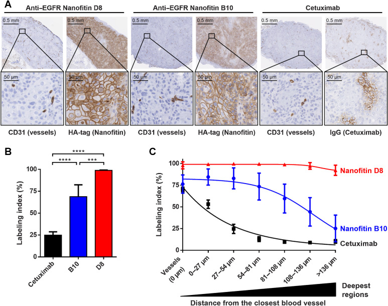 Figure 1. Intratumoral infiltration 90 minutres after systemic administration. A, Intratumoral infiltration of antiEGFR Nanofitins or Cetuximab, revealed by anti-HA and anti-IgG IHC, respectively. Host vasculature is revealed by anti-CD31 staining of consecutive slice sections. Zoom of selected regions illustrates EGFR labeling at the vessel proximity. B, Labeling index, on the basis of cells positively labeled, in the whole tumor. C, Labeling index relative to the distance from the closest blood vessel. ****, P < 0.0001; ***, P < 0.0005.