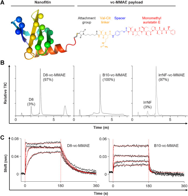 Figure 2. Biochemical profiles of Nanofitin-drug conjugates. A, Schematic representation of a Nanofitin-drug conjugate. The single chain of the Nanofitin scaffold (rainbow cartoon) is engineered to target EGFR by randomizing up to 14 amino acids (spheres in lieu of carbon alpha). Each Nanofitin is genetically fused to a C-terminal cysteine (gray/yellow stick) to allow the regioselective chemistry on the only thiol group. The vc-MMAE payload (structural formula) is coupled via its maleimide-based moiety (black) and releases the MMAE toxin (red) after proteolytic cleavage of the valine-citrulline linker (orange). B, UPLC-RP/MS profiles. Peaks were identified by ESI-MS spectral deconvolution to determine their mass. Percentages of corresponding species were determined from the area under the absorbance curves. C, Determination of the binding characteristics of the antiEGFR Nanofitin-drug conjugates D8-vc-MMAE (left) and B10-vc-MMAE (right) by biolayer interferometry on human EGFR, using the antiEGFR Nanofitin at concentrations of 500, 125, 31.25, and 7.81 nmol/L. Fittings are represented as solid red lines.