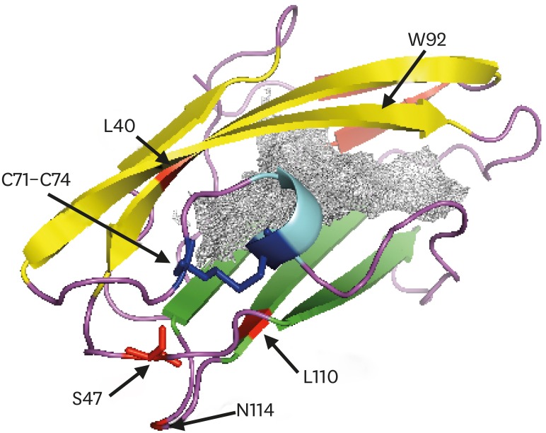 Fig. 6