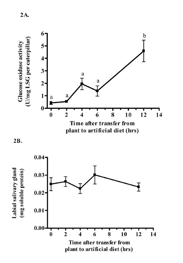 Fig. 2. Labial salivary gland glucose oxidase (GOX) activity (2a) and protein levels (2b) after transfer of caterpillars from the plant Medicago trunctula to artificial diet.