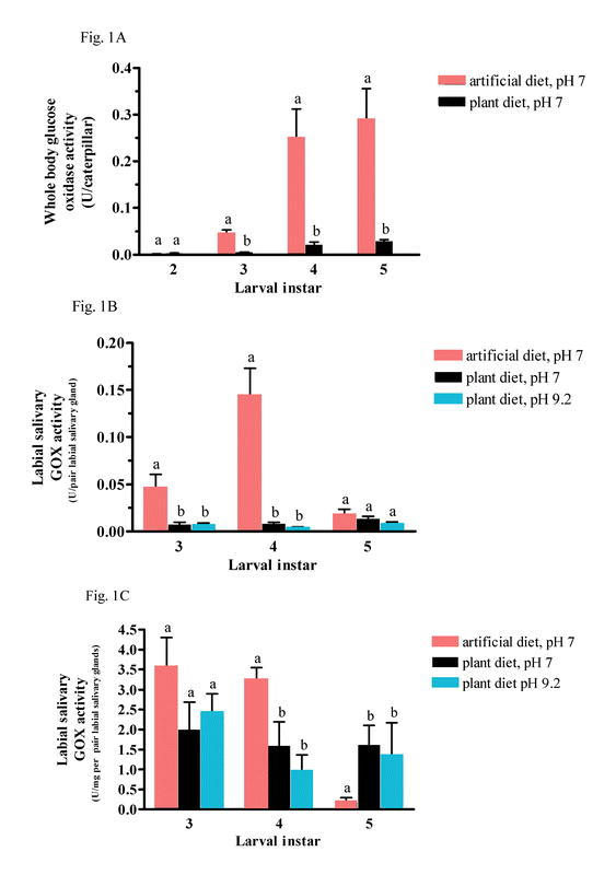 Fig. 1. Glucose oxidase (GOX) activity in Spodoptera exigua whole bodies (1A) and labial salivary glands (1B and 1C). 1A.