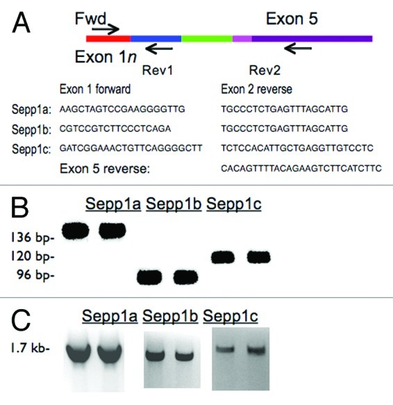 graphic file with name rna-9-1361-g2.jpg