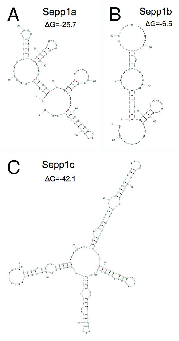 graphic file with name rna-9-1361-g3.jpg