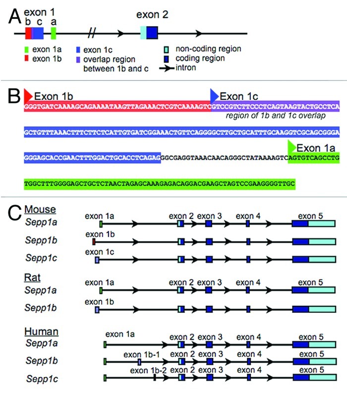 graphic file with name rna-9-1361-g1.jpg