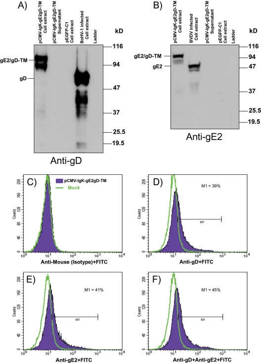 FIG. 2.