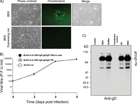 FIG. 4.