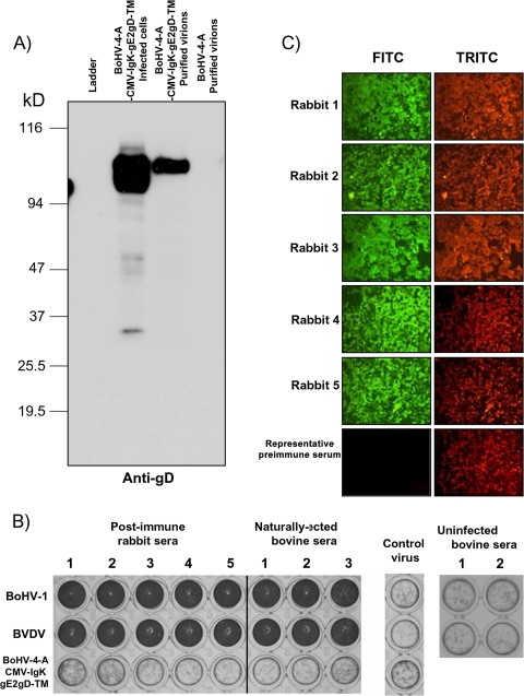 FIG. 7.