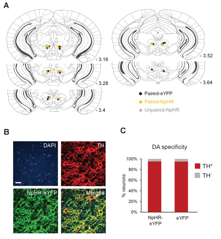 Figure 5—figure supplement 1.